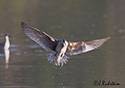 Numenius phaeopus